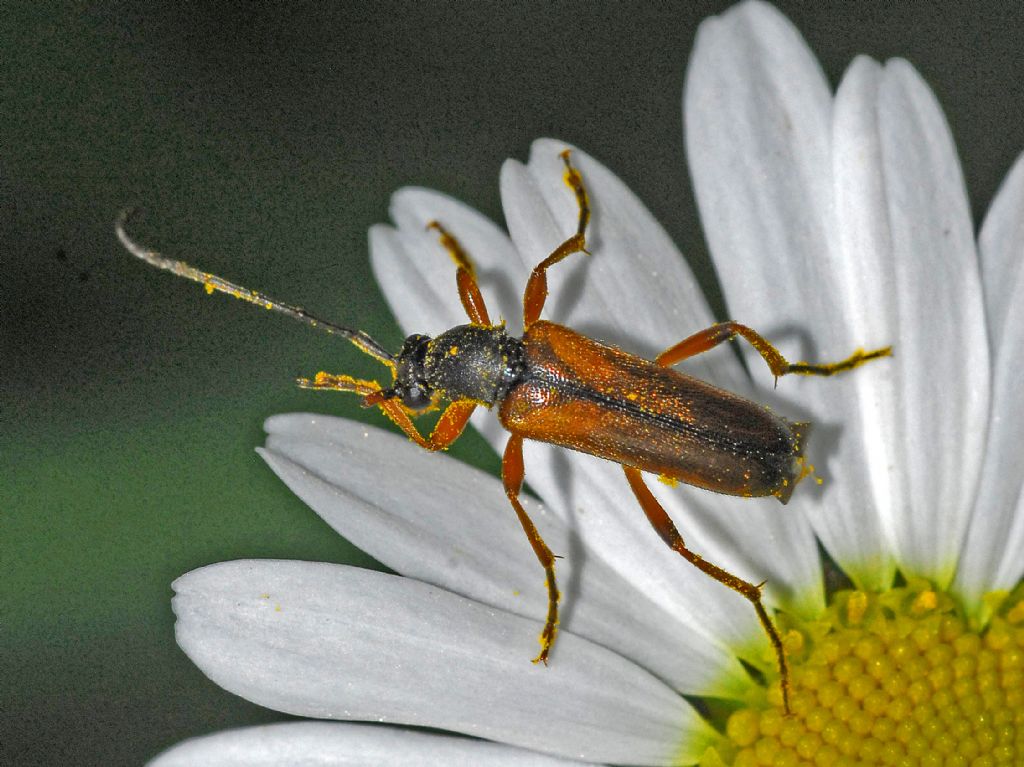 Cerambycidae: Alosterna tabacicolor